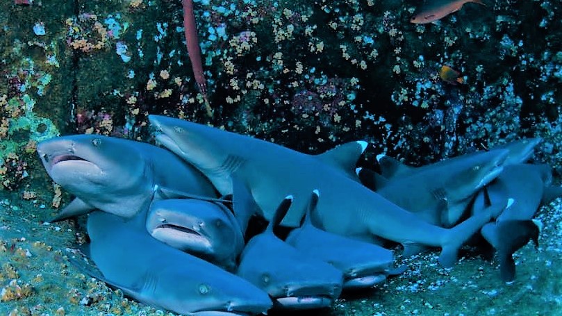 Aventúrate a conocer la misteriosa cueva de los tiburones dormidos en isla mujeres la revista del sureste mx Tiburond2