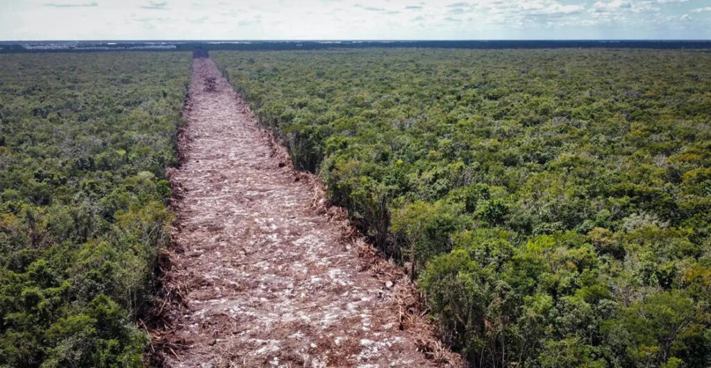 Tren Maya Tala Arboles Quintana Roo