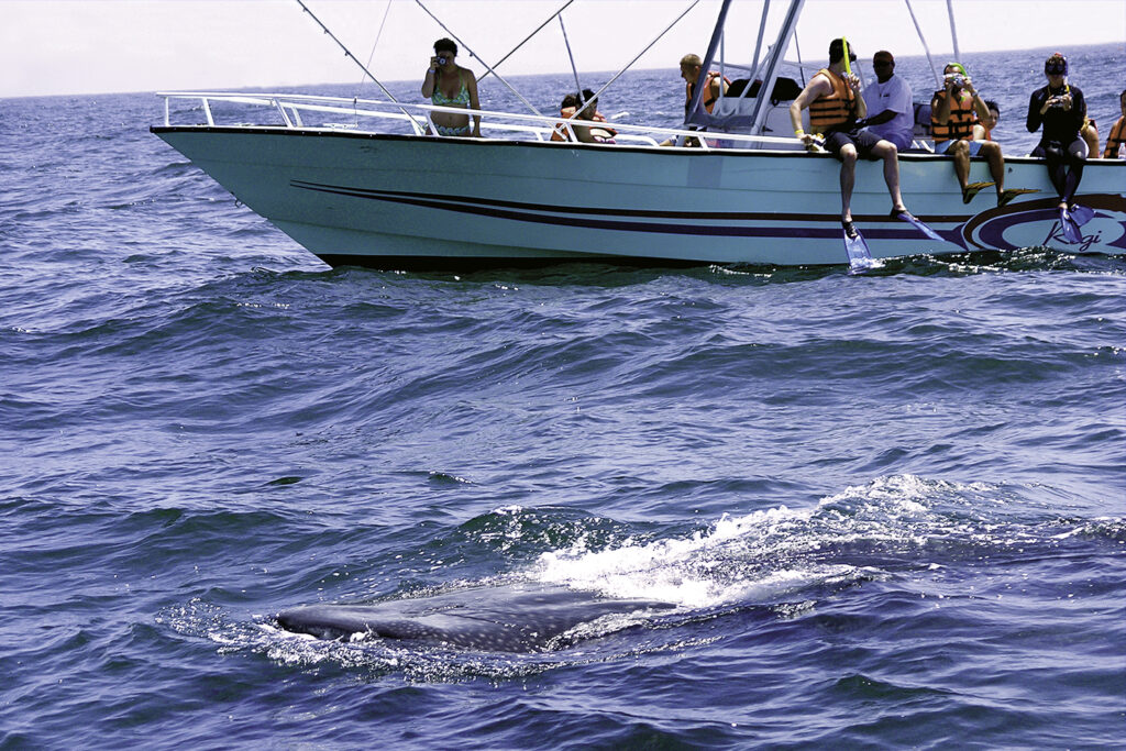 Tulum Nado Tiburon Ballena Tours Quintana Roo