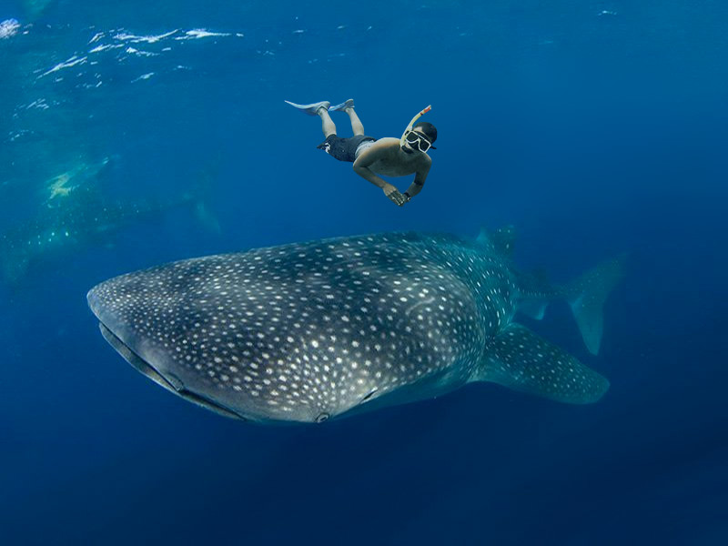 Whale Shark Snorkeling 1