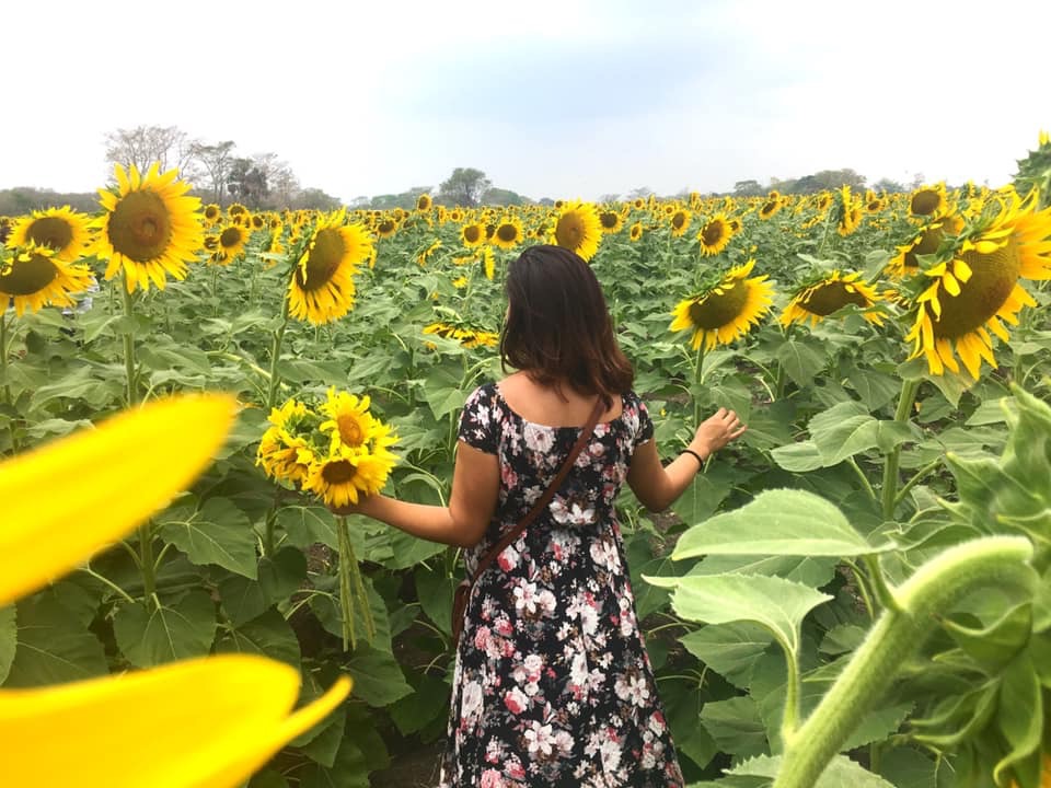 Todo lo que tienes que saber sobre el Santuario de los Girasoles en Tabasco