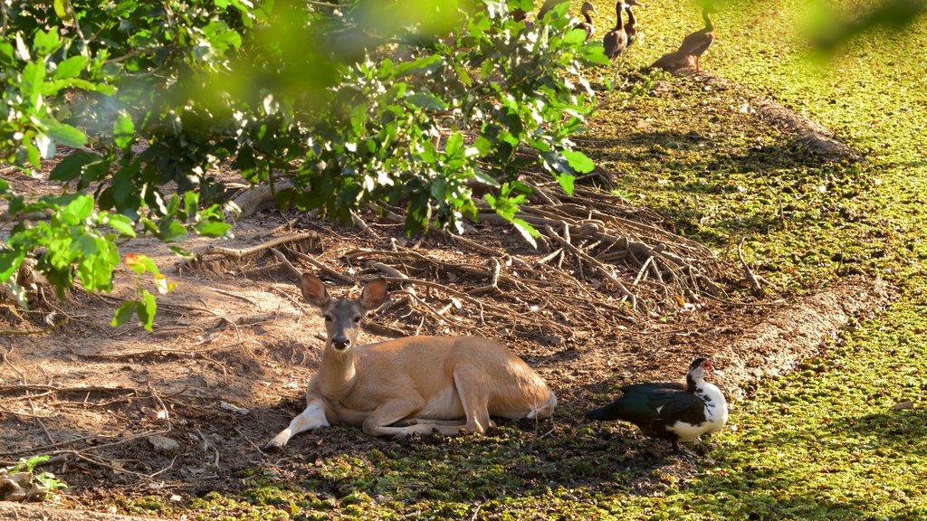 ALUXES Ecoparque en Palenque, Chiapas Aluxes Ecoparque es un lugar ideal para todos los viajeros que llegan a Chiapas con la ilusión de conocer al jaguar o la guacamaya roja. https://larevistadelsureste.com