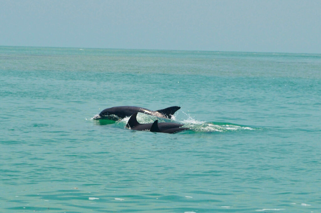 Ciudad Del Carmen Campeche México