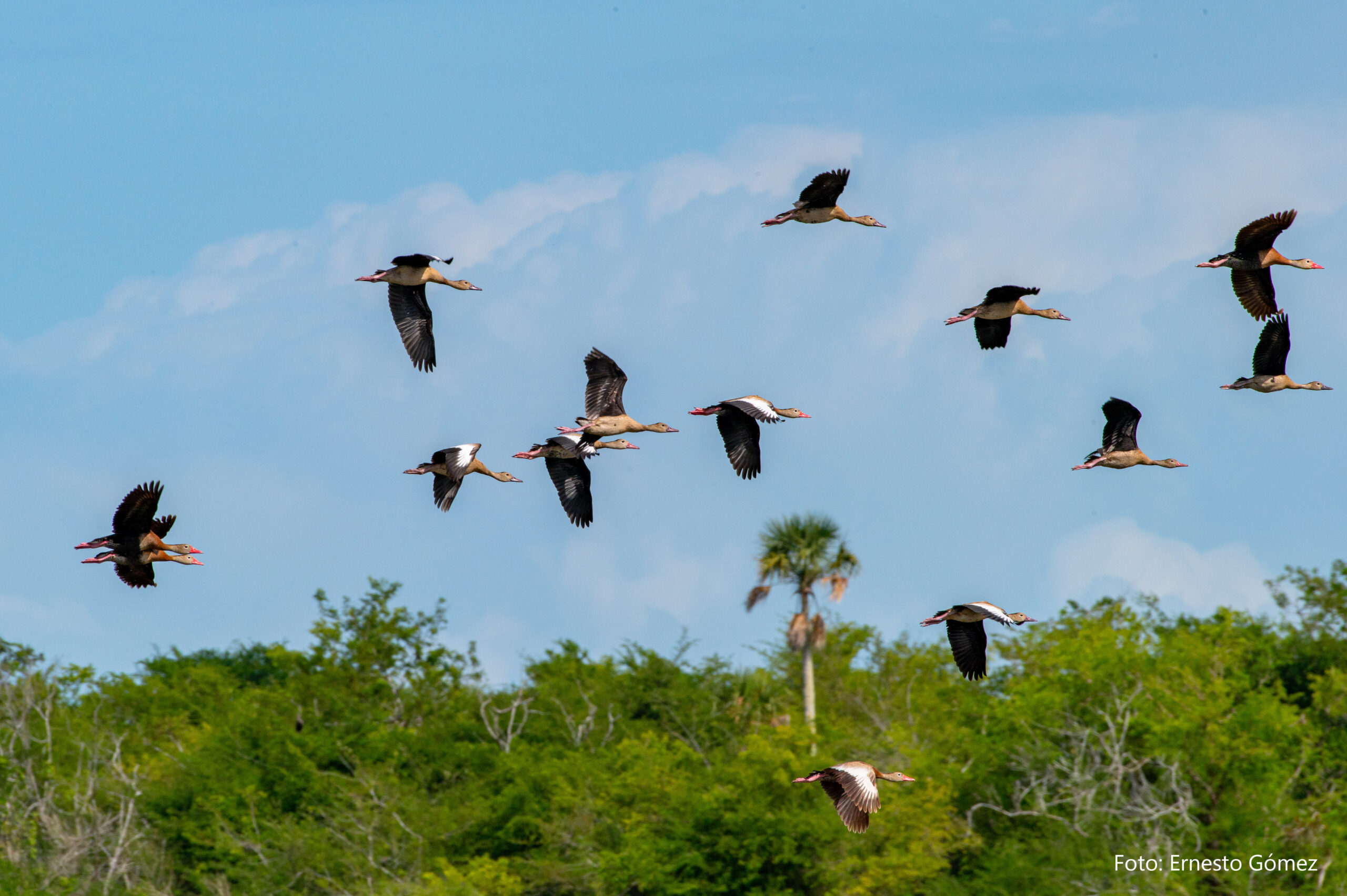 Observar aves en libertad, una opción de turismo sustentable en Yucatán