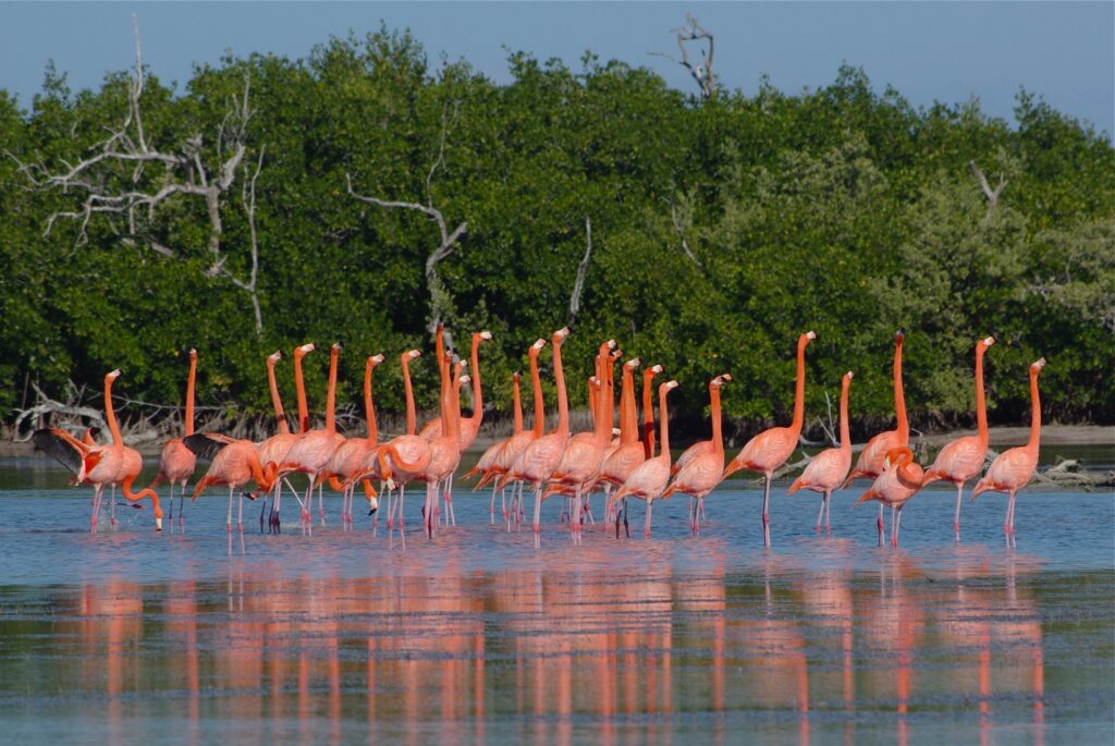 Flamingoes At Ría Lagartos