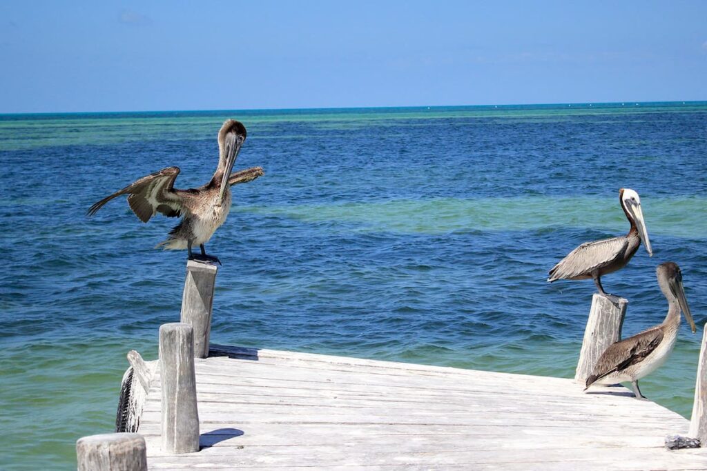 Isla pájaros, un refugio natural para las aves de holbox la revista del sureste mx Isla Pajaros Hero