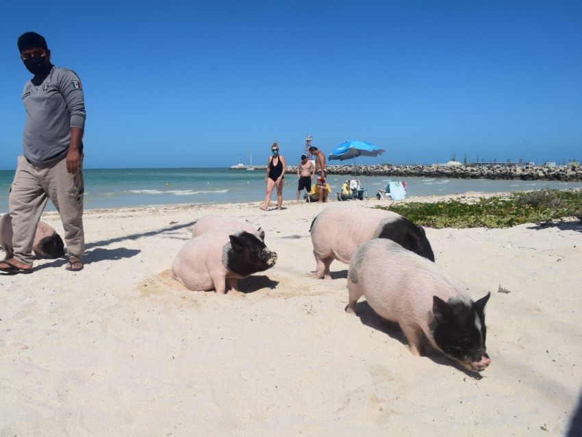 PIG BEACH, DESCUBRE ESTA PLAYA DE CERDITOS EN YUCATÁN