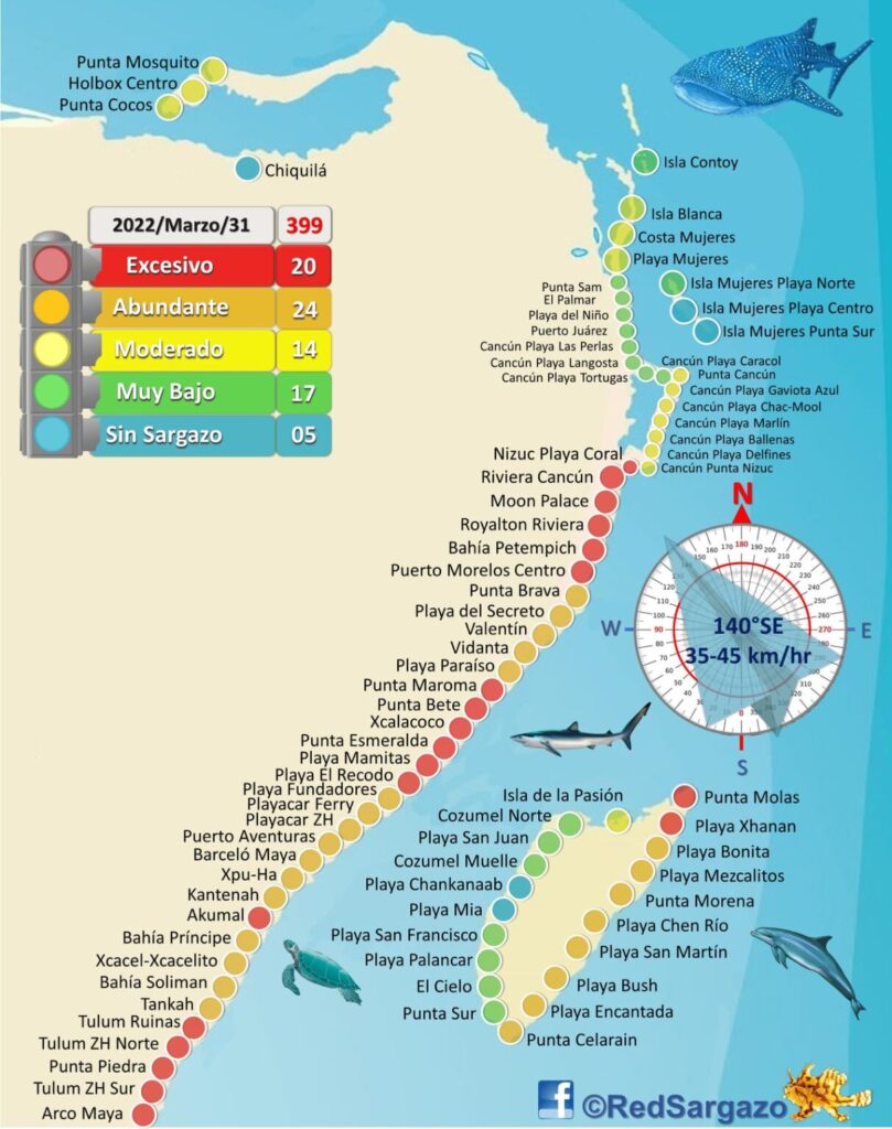 Playas Saragazo Cancun