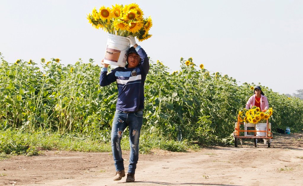 Todo lo que tienes que saber sobre el Santuario de los Girasoles en Tabasco Cada año y solo unos días, los campos de Balancán, en Tabasco, mostraban un radiante color amarillo, gracias a la floración de los girasoles. Este espectáculo natural tenía lugar en la zona conocida como el ‘Santuario de los Girasoles’. https://larevistadelsureste.com