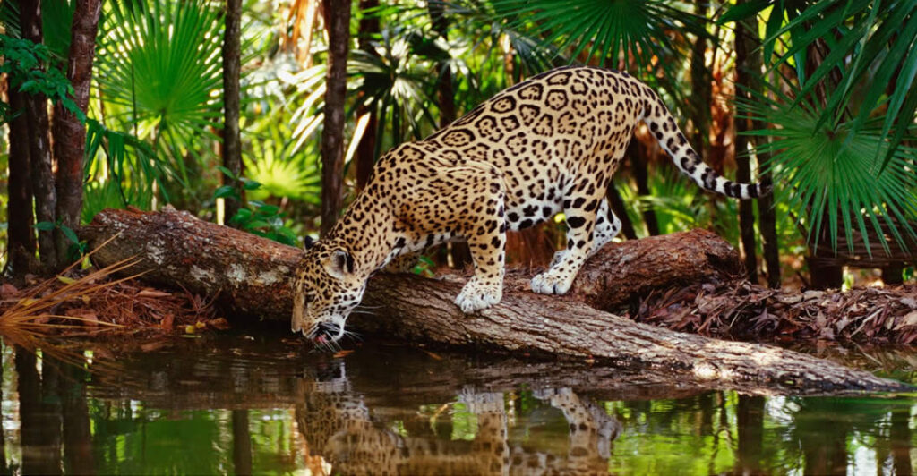 Selva Lacandona