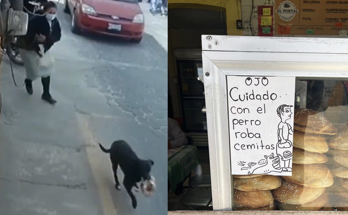 Negocio se hace viral al alertar a sus clientes de un perrito que roba cemitas la revista del sureste mx 1555873