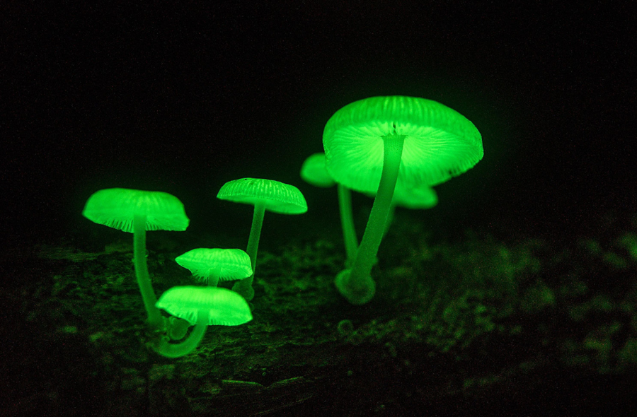 Descubren hongos bioluminiscentes en selva maya de Quintana Roo