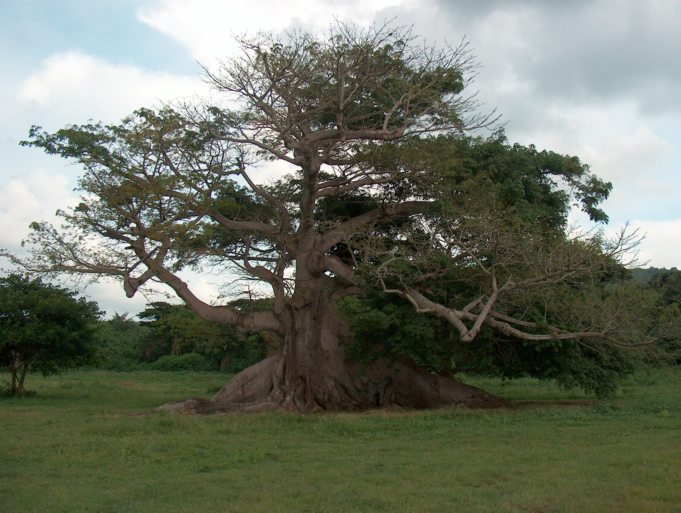 The 300 Year Old Ceiba Tree Vieques Puerto Rico