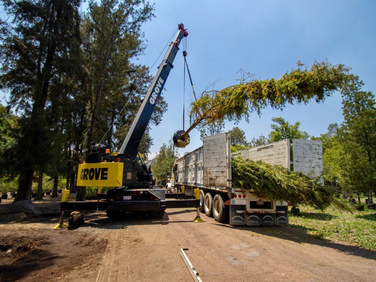 Llega a la CDMX el ahuehuete que estará en la Glorieta de Reforma