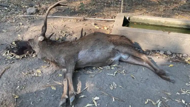 Animales Muertos Colima