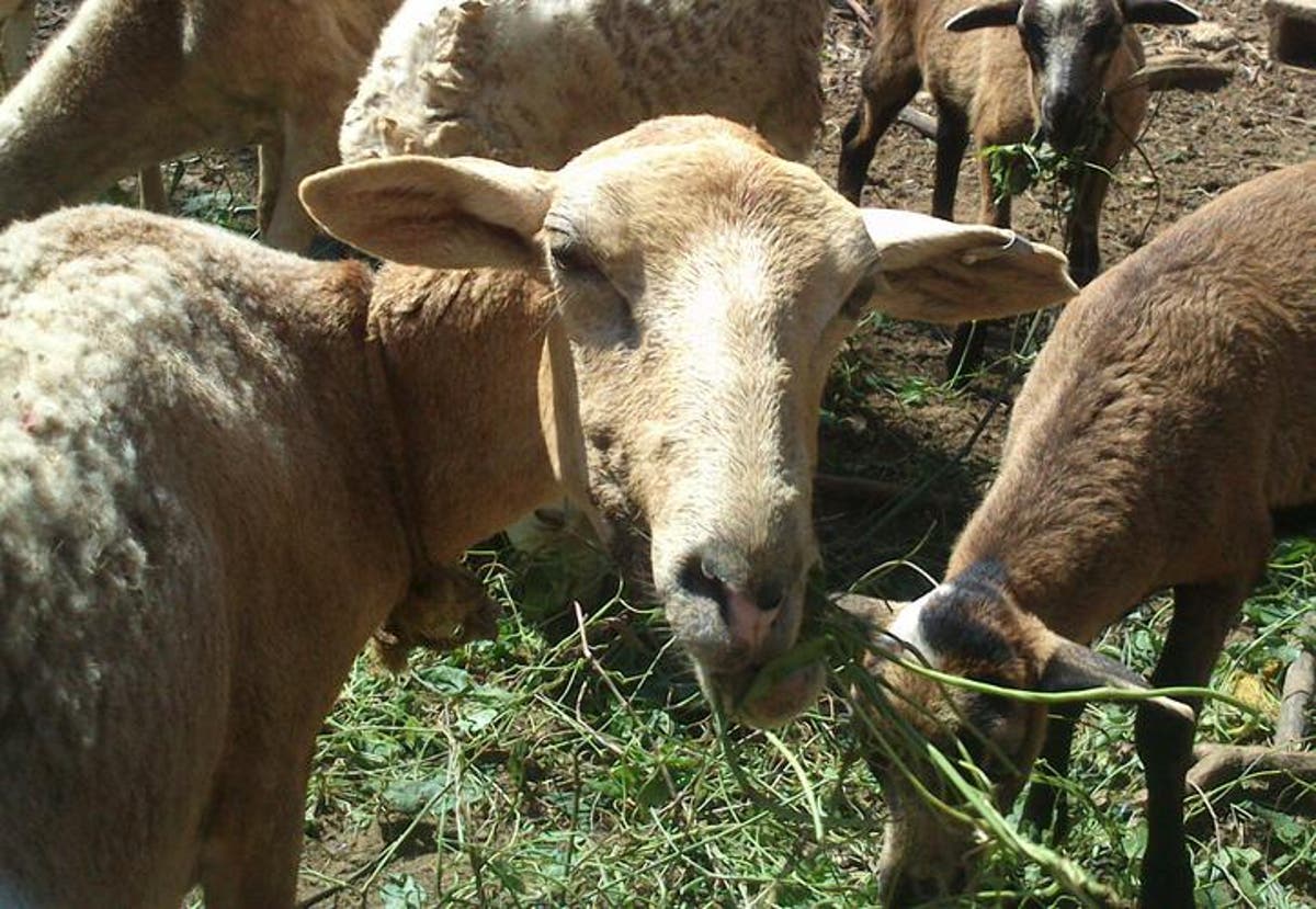 Por comer 'pasto ajeno' encarcelan a dos borregos en Oaxaca