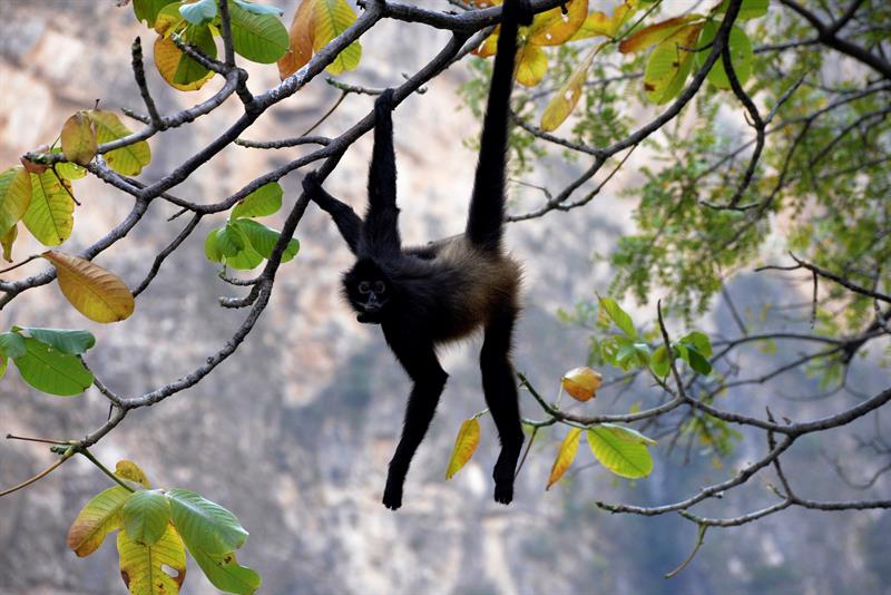 Aventúrate en las alturas del Cerro de 'La Pava' en Tabasco El Cerro de La Pava forma parte de la zona de Malpasito, que se ubica en la Sierra de Huimanguillo, en Tabasco. Se trata de la tercera elevación más importante del estado, la cual alcanza una altura de 840 metros.  https://larevistadelsureste.com