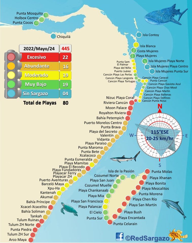 El recale de sargazo según cada playa del caribe mexicano la revista del sureste mx Red Sargazo