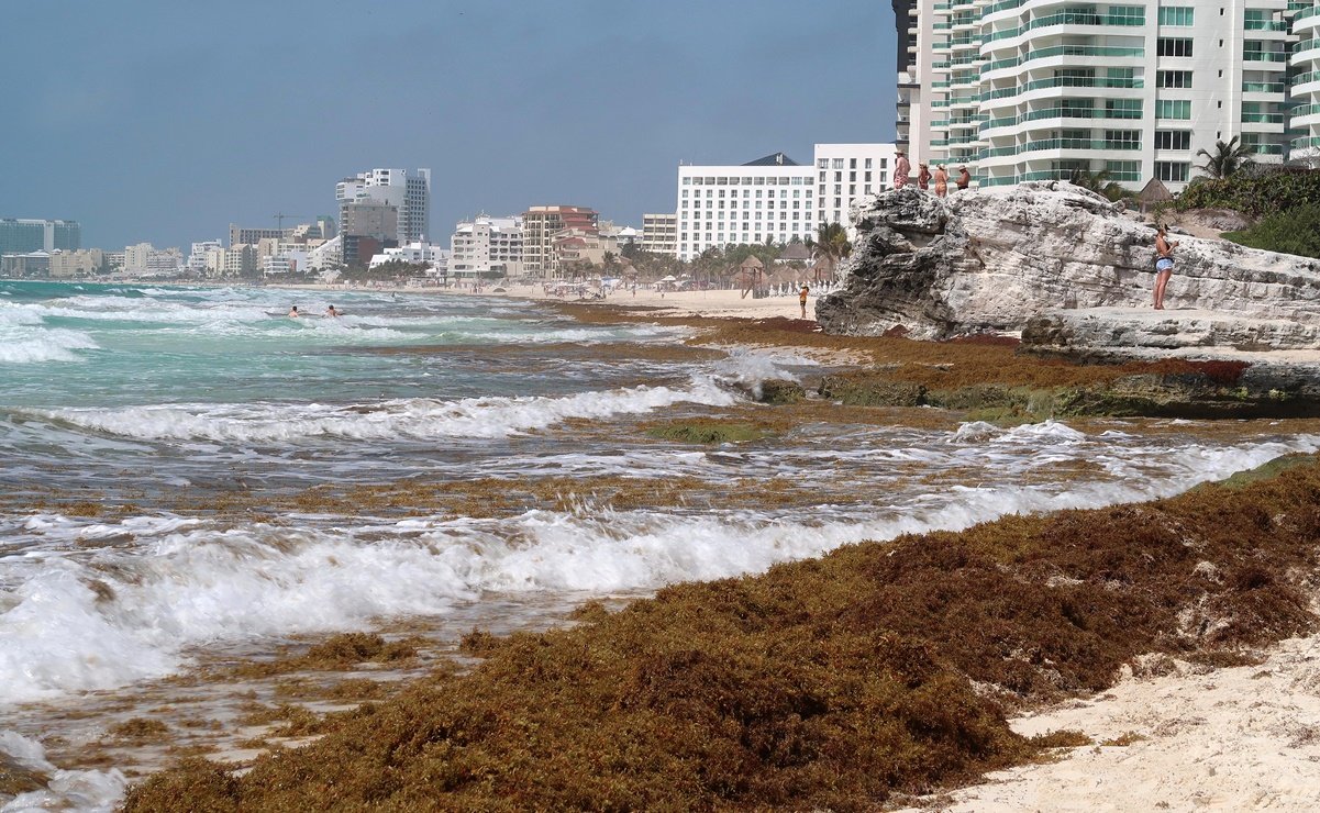 El recale de sargazo según cada playa del Caribe mexicano