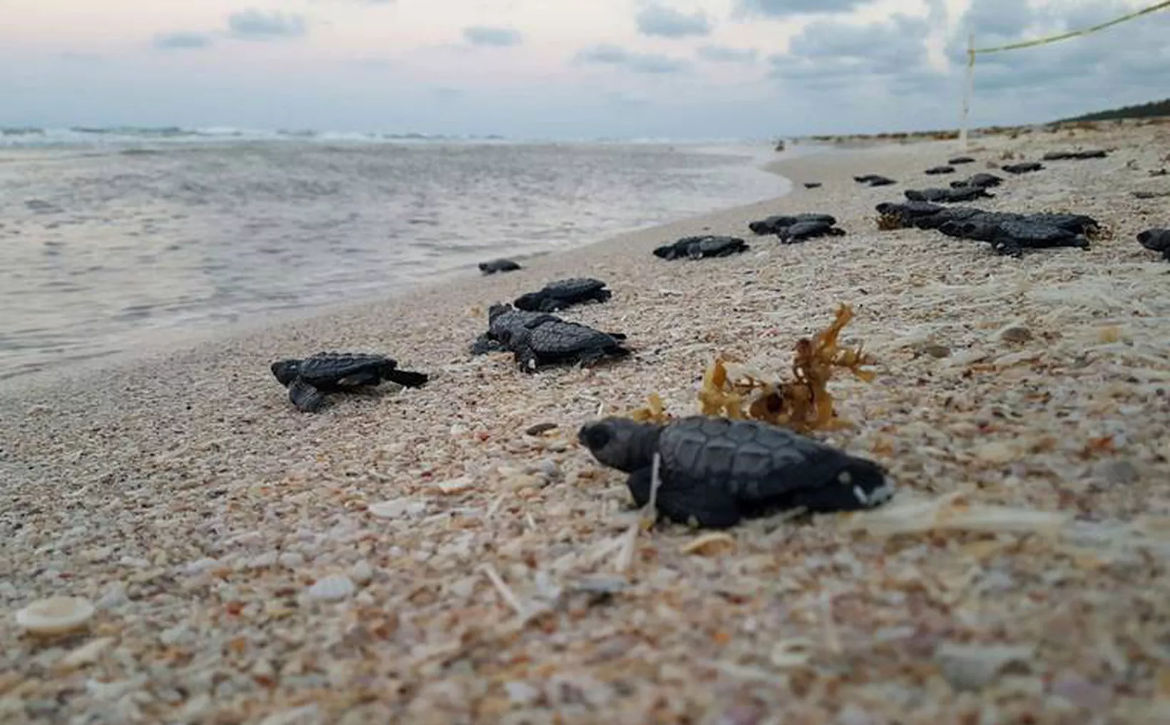 Si transitas con tu auto en playas de Yucatán podrías matar a varias tortugas