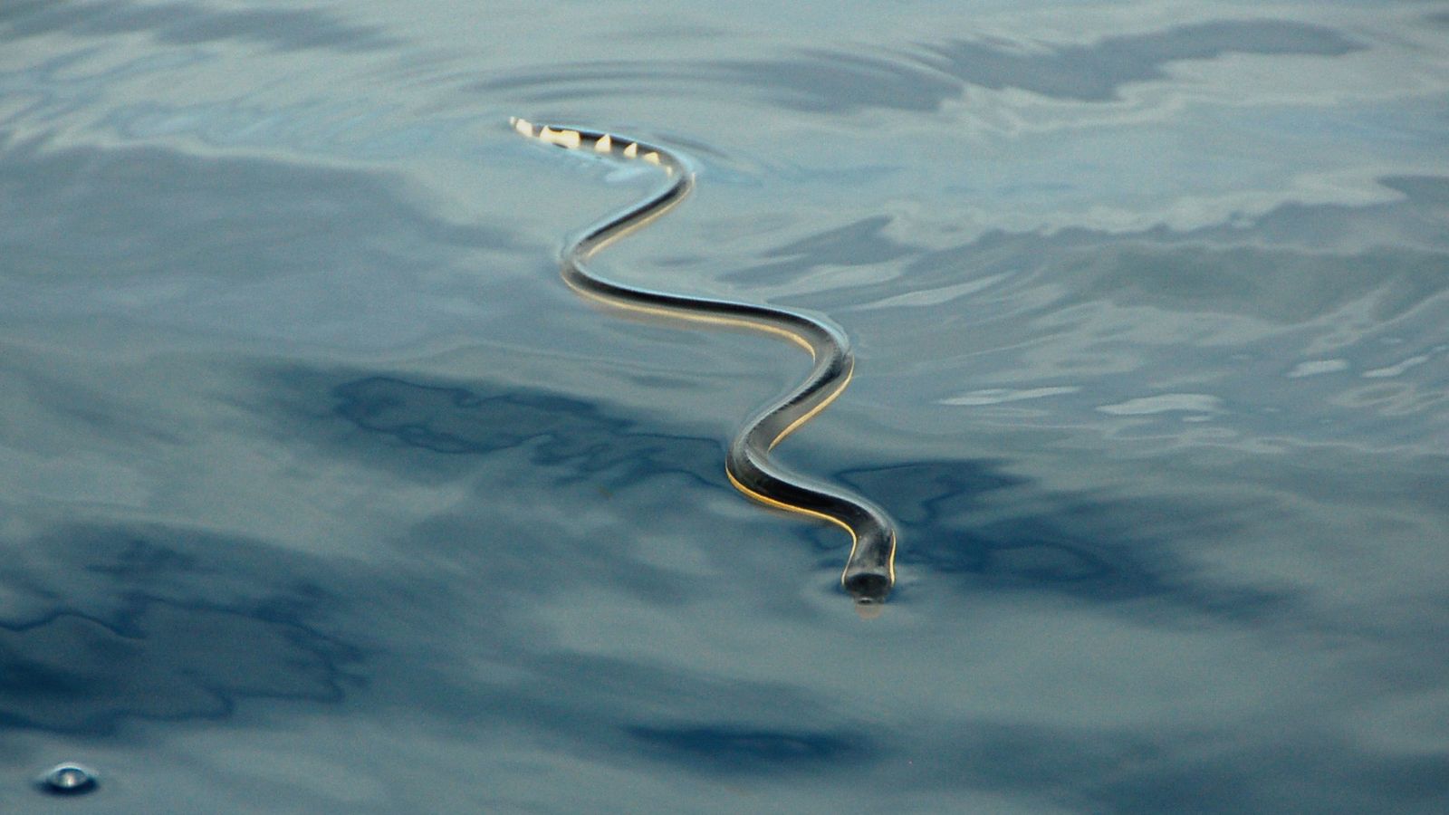 02 Yellow Bellied Sea Snake Bessesen Sea Snake Yellow Bellied