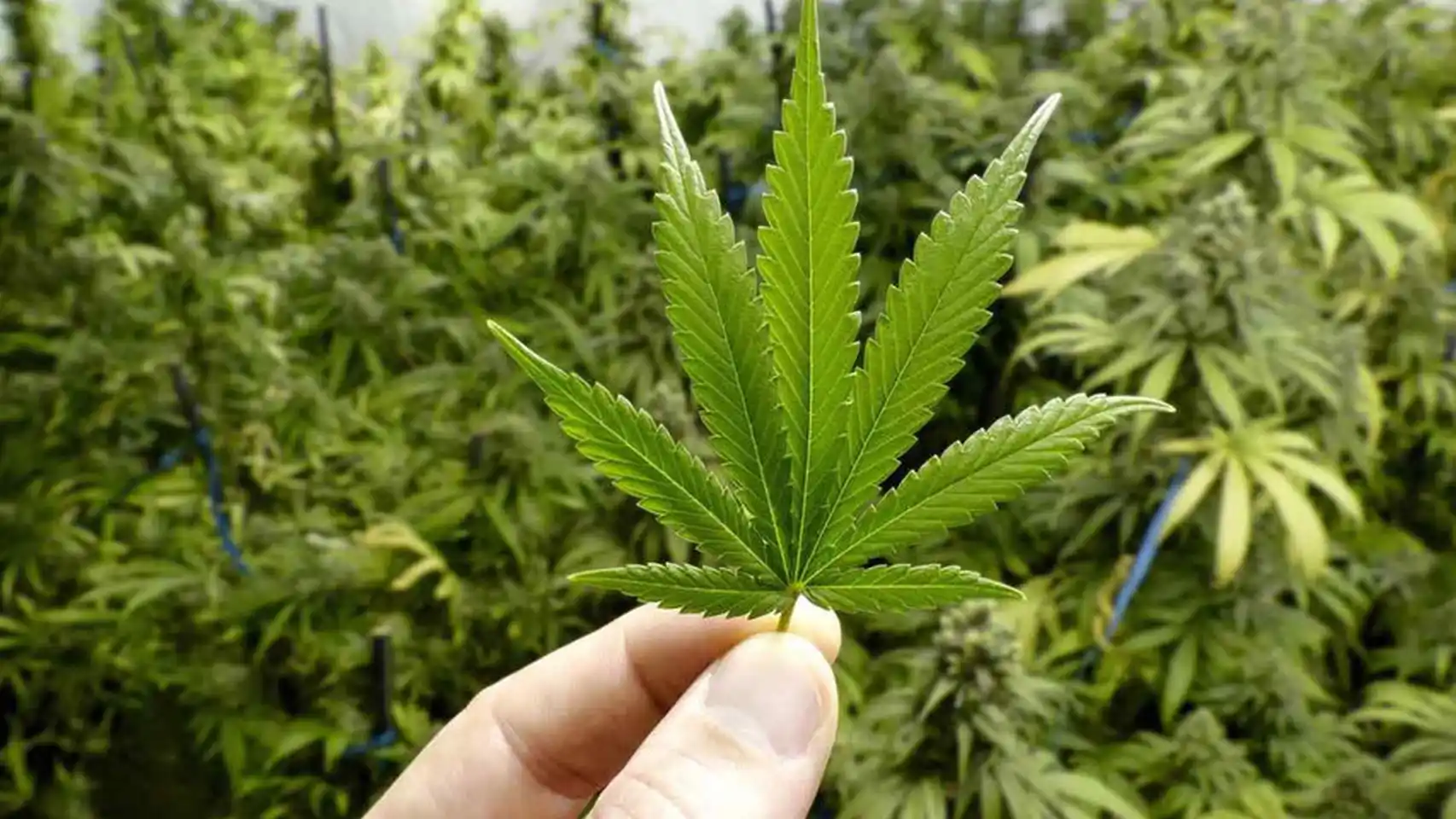 Otorgan permiso para la producción de cannabis en tabasco la revista del sureste mx