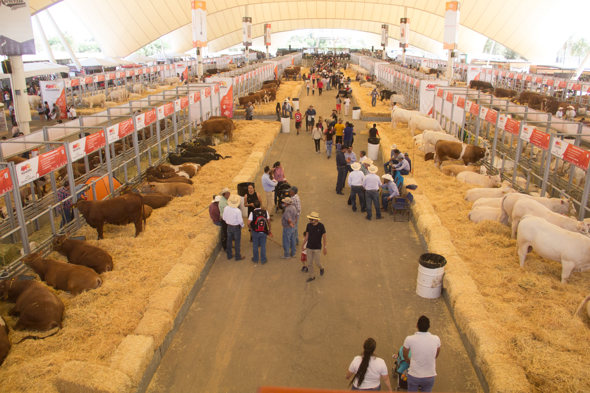Realizarán Exposición Ganadera Regional en Tabasco