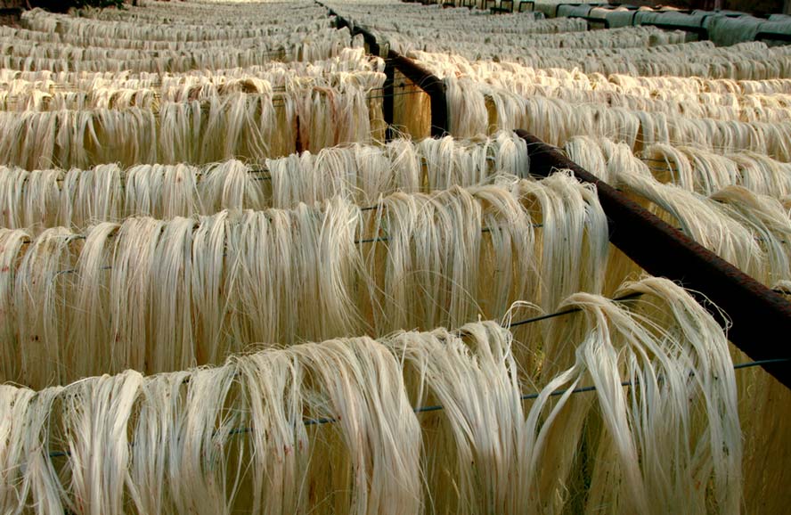 Inauguran Planta Sisal Tejidos, empresa que impulsará la producción de henequén en Yucatán