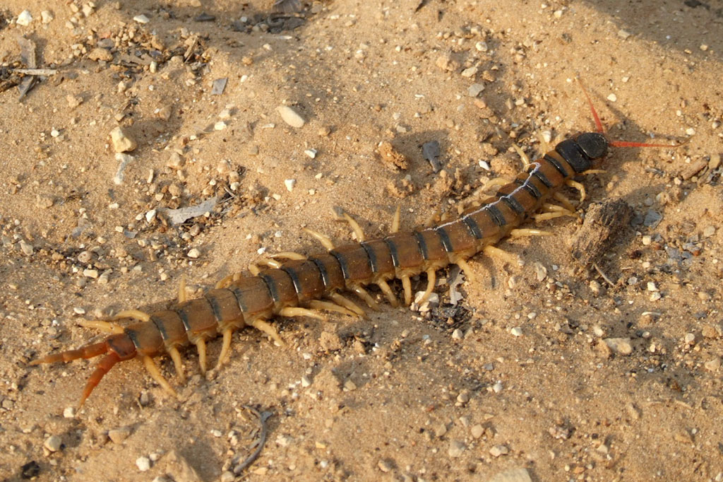 Scolopendra Cingulata D7 08 2259