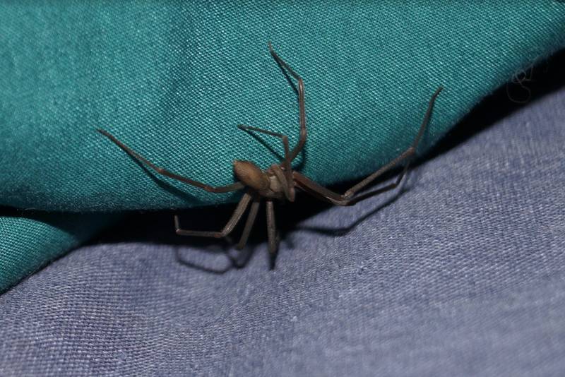 Inicia la temporada de arañas violinistas, descubre que otros animales mortales aparecen con ella