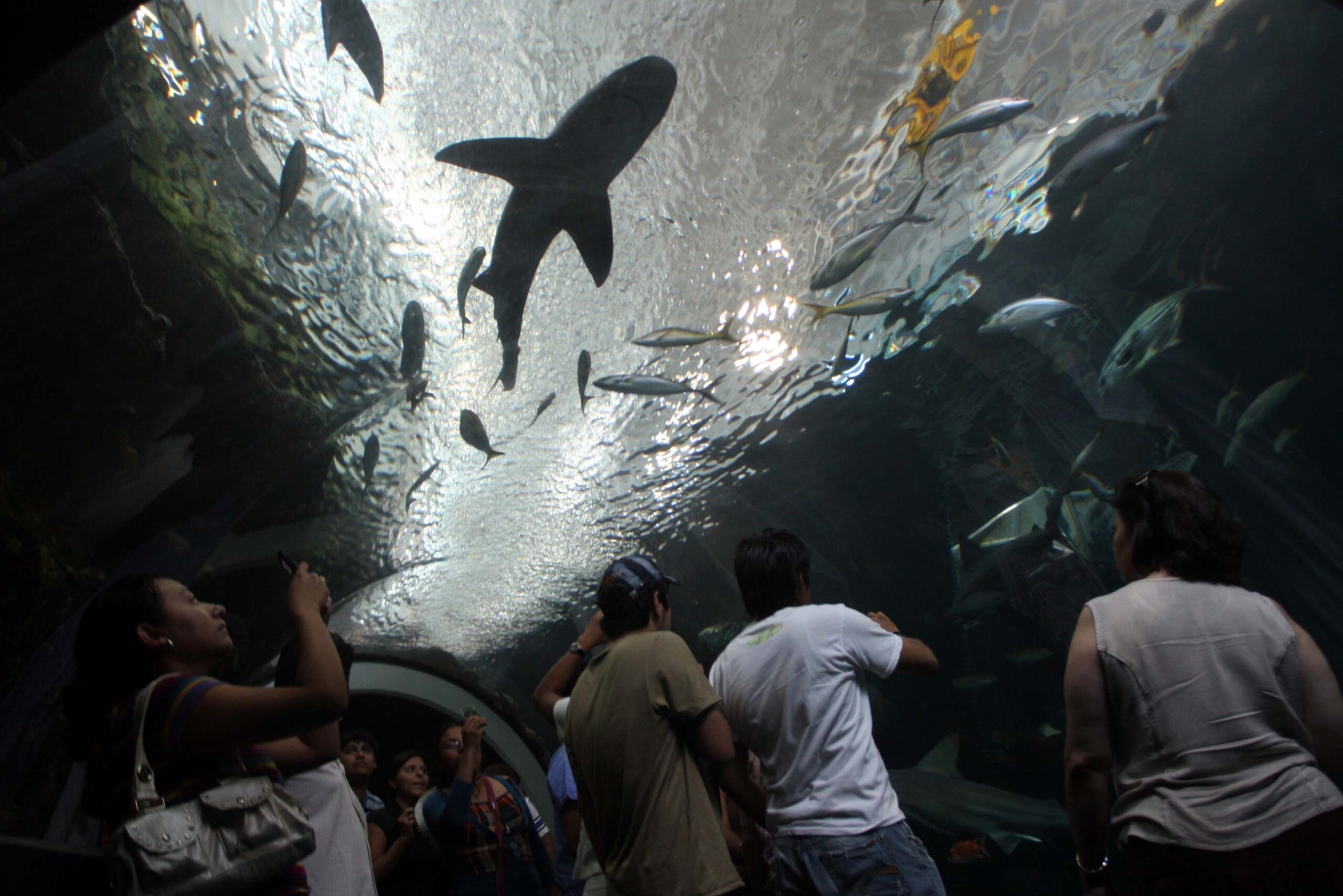 Acuario Veracruz Scaled
