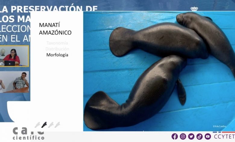 Invitan investigadores a preservar el manatí en Tabasco