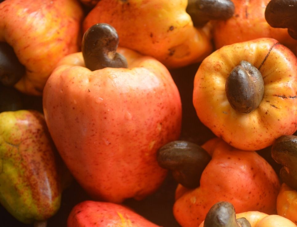 Maranon Fruta Memoria