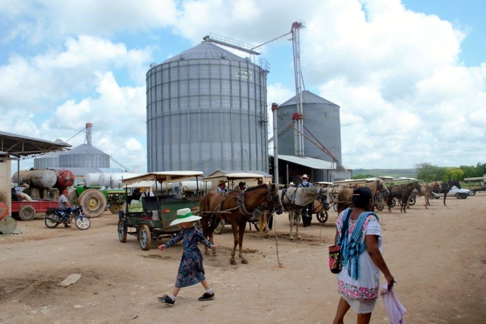 Yalnón, la comunidad menonita en Hecelchakán, Campeche Los menonitas no solo se afincaron en Chihuahua. Te contamos la historia de una comunidad que hace 30 años escogió Yalnón para vivir, en el estado de Campeche.  https://larevistadelsureste.com