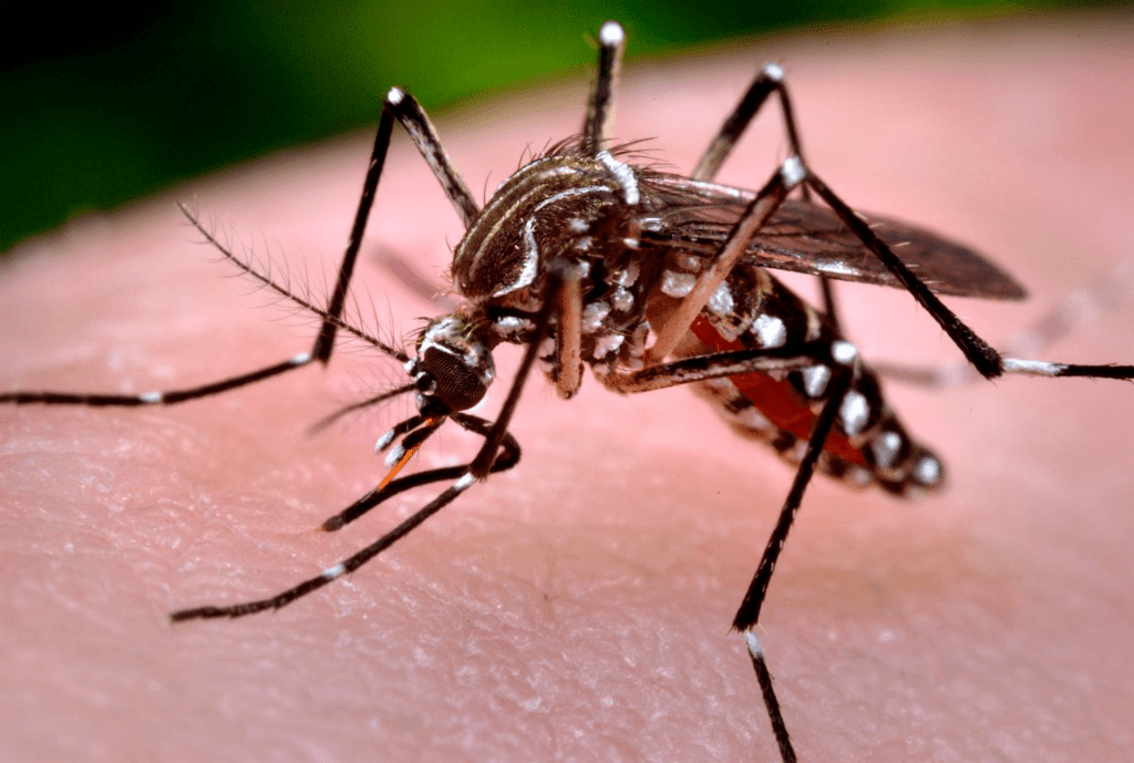 Mosquito Aedes Aegypti