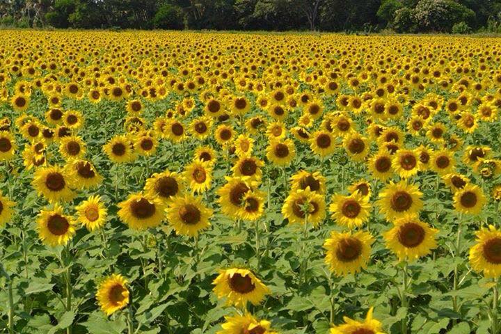 Tren maya: así es el tramo 1 y sus principales atractivos que no te puedes perder la revista del sureste mx Santuario De Los Girasoles