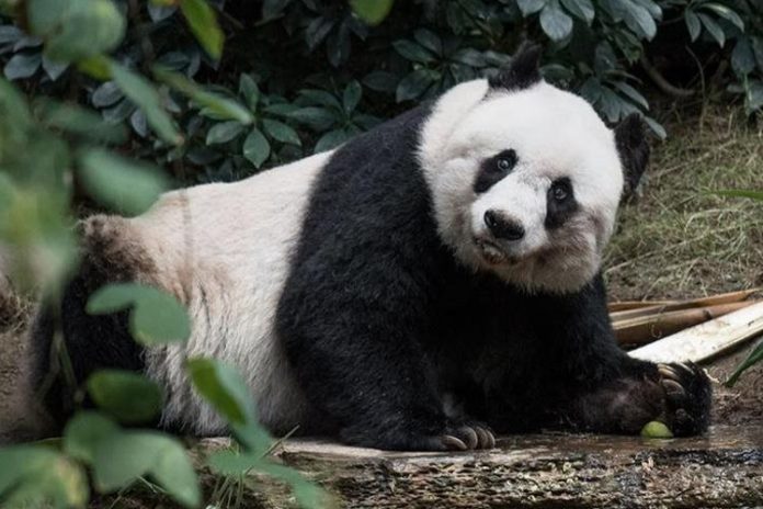 Muere la panda gigante shuan shuan en el zoológico de chapultepec la revista del sureste mx Shuan Panda Zoologico