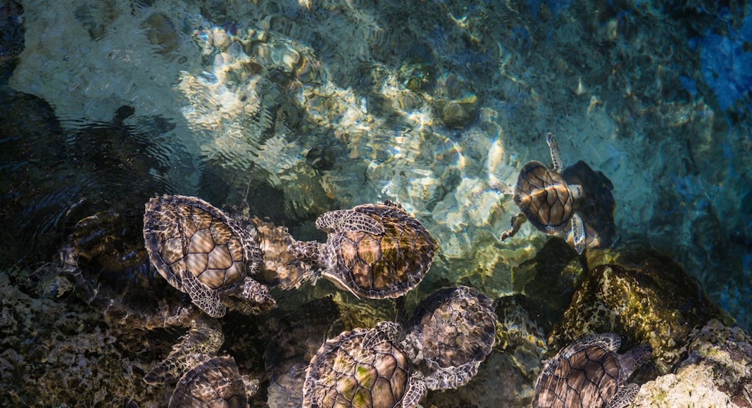 Playa xcacel, santuario de la tortuga marina en la riviera maya la revista del sureste mx Xcacel Mejor Playa Del Mundo