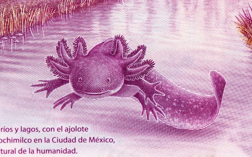 5 datos interesantes sobre el ajolote mexicano la revista del sureste mx Billete Pesos Puesto Circulacion Octubre 261 0 829 516
