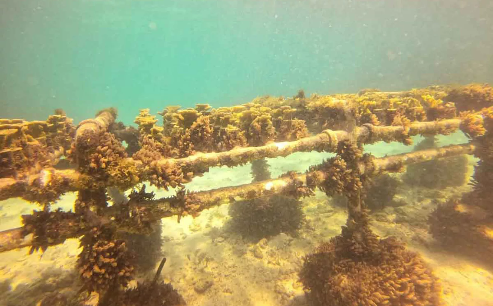 Pierde Quintana Roo más de la mitad de sus corales