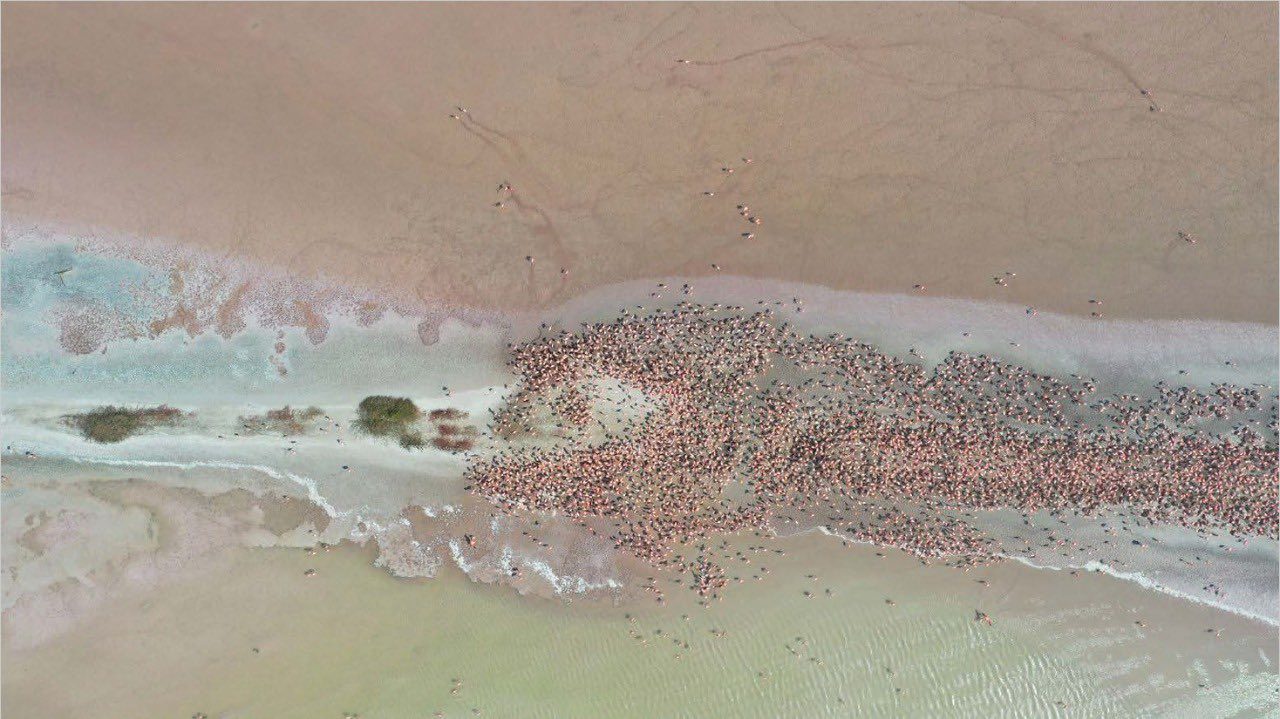 La costa norte de yucatán recibe a miles de flamencos para su temporada de anidación la revista del sureste mx Flamencos2