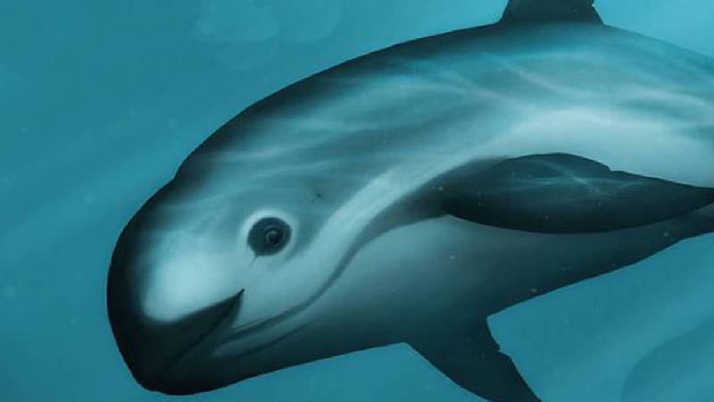 Vaquita marina: conoce más sobre esta especie mexicana en grave riesgo de extinción la revista del sureste mx Vaquita Marina