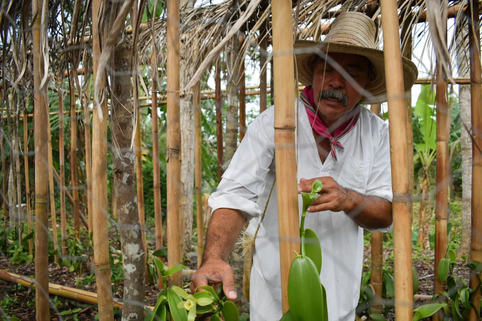 Los totonacas, una cultura viva en Veracruz También conocidos como totonecas, los totonacas son un pueblo indígena que habita principalmente en el estado de Veracruz, aunque también viven en otras partes de la región costera y al norte de Puebla. https://larevistadelsureste.com