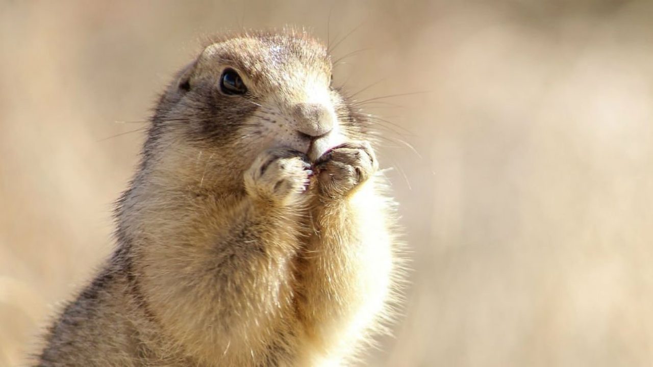 ¿Canibalismo entre animales? Conoce las especies que se comen a sí mismos