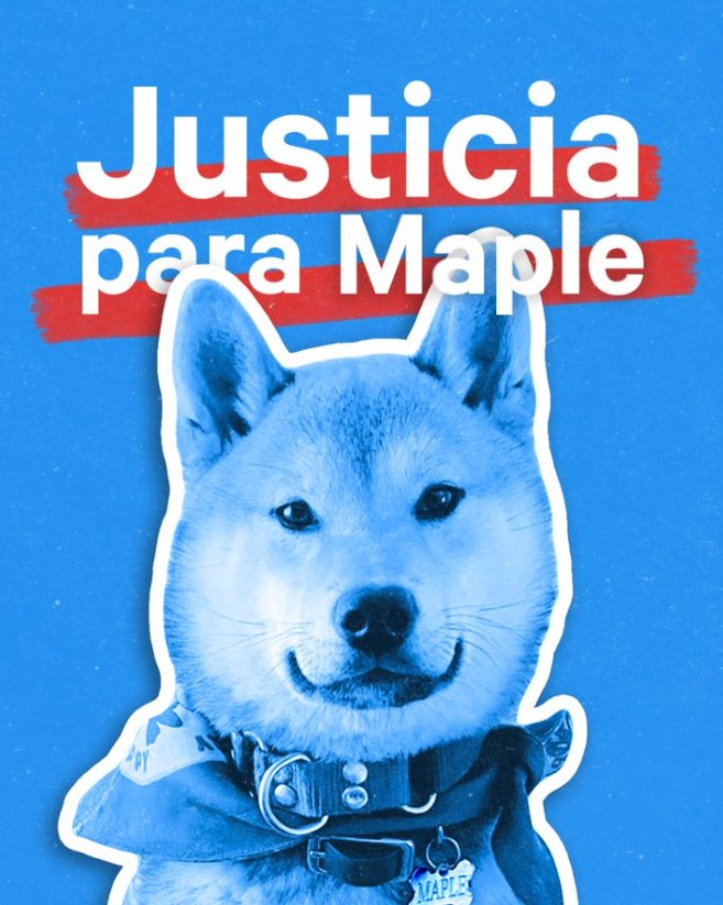 Maple, el perro que fue a un campamento y regresó en una urna: siguen las investigaciones de su supuesta muerte la revista del sureste mx