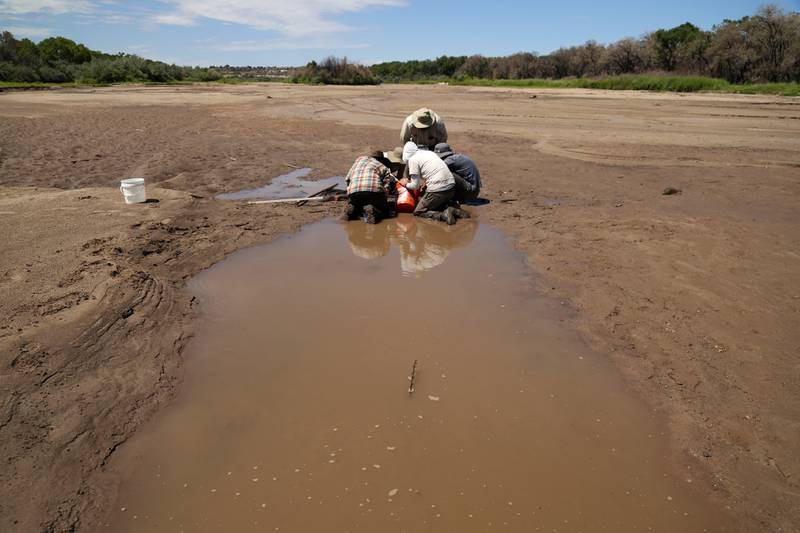 Se seca el río bravo, peligra el pez carpa chamizal la revista del sureste mx Fzsaemoxeaowsok