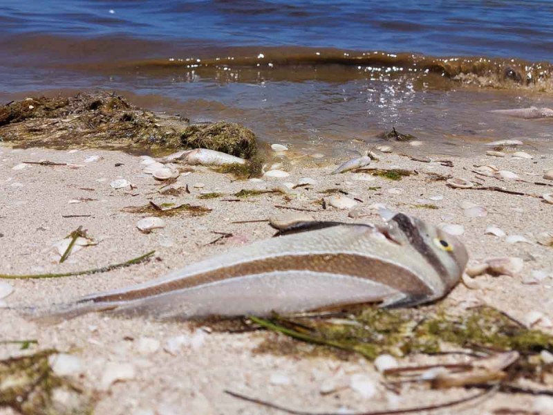 Marea roja en costas de yucatán y tabasco provoca cierre de playas la revista del sureste mx Peces