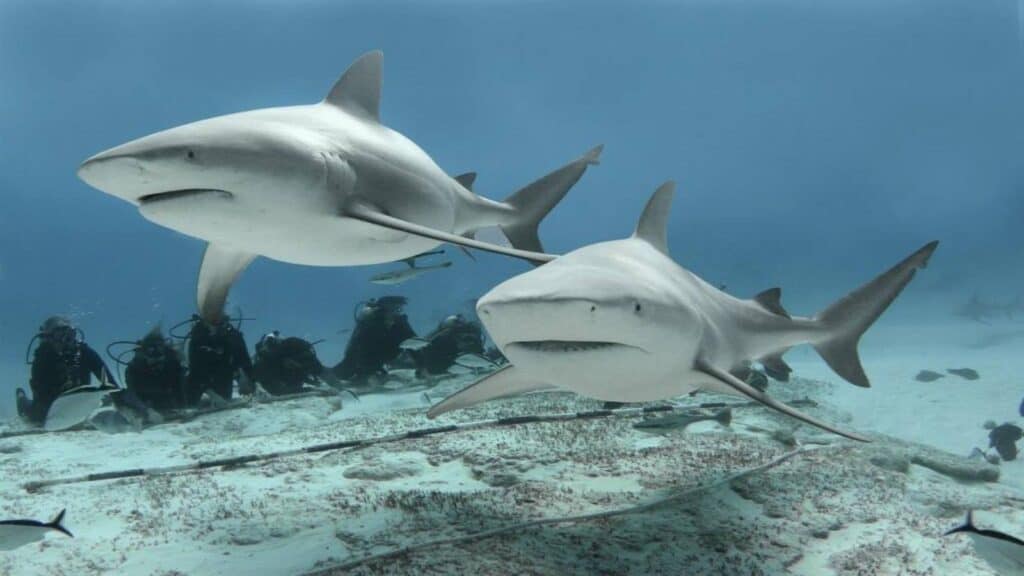 ¿canibalismo entre animales? Conoce las especies que se comen a sí mismos la revista del sureste mx Tiburon Toro 1024X576 1