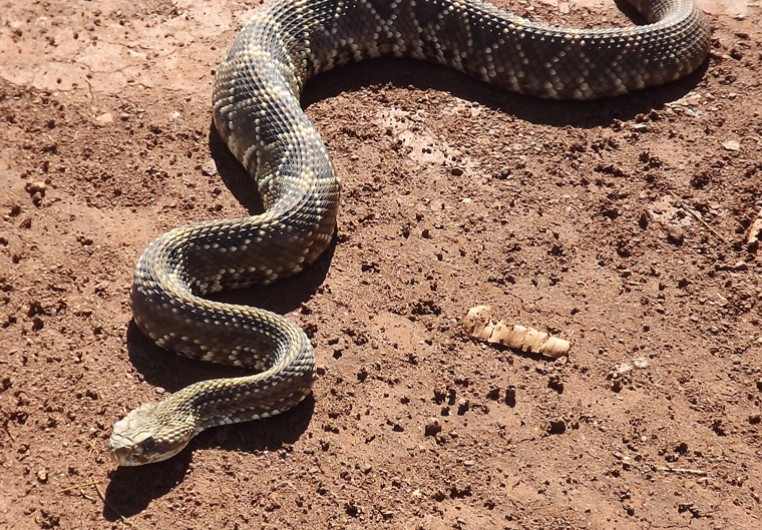 ¿canibalismo entre animales? Conoce las especies que se comen a sí mismos la revista del sureste mx Weki33Cfpbbznnxy2Wu243Tggu