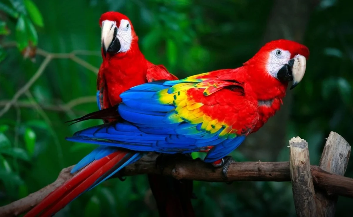 Aviario Aves Mexico 1